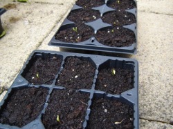 Day 10, the first sign of life