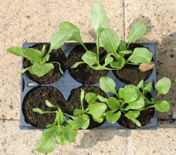 Mangold seedlings ready for planting out