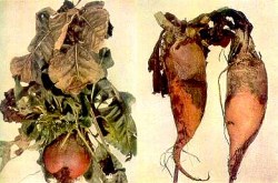 Examples of boron deficiency