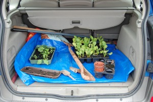 Mangold paraphernalia in a car boot