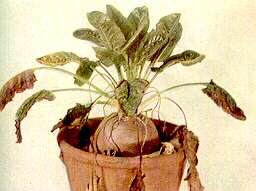 Potted mangold