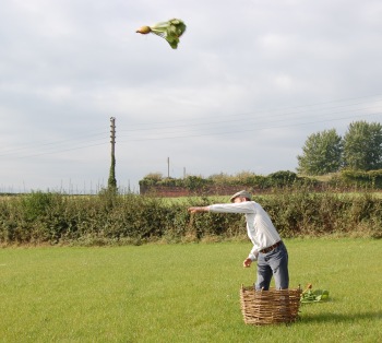 Hurling a mangold, step 3