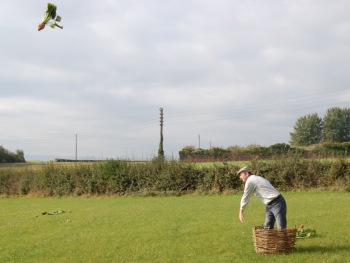 Hurling a mangold, step 4