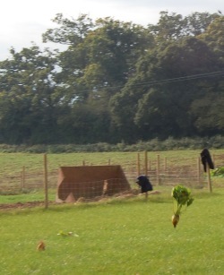 A mangold coming in to land
