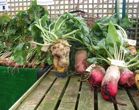 A display of mangolds, one looking like a face