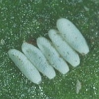 Mangold fly eggs