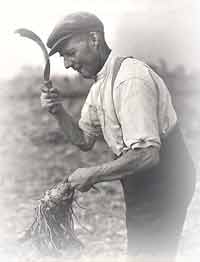 Hurler Preparing a Mangold