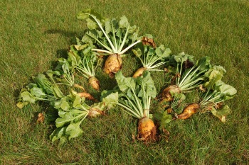 Lots of mangold wurzels