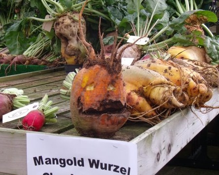Mangolds resembling human heads