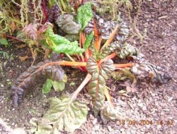 Non-specific beet wilt