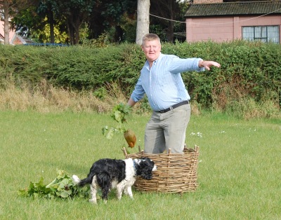 Pitching a large misshapen mangold