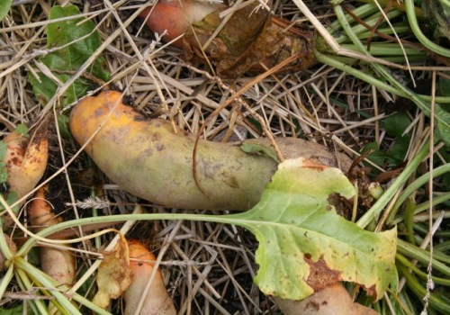 A mangold close-up