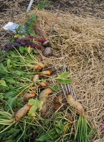 Mangolds from the Community Gardens