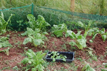 A corner of the mangold patch