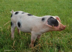 A pig