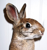 A typical rabbit