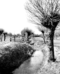 A rhyne on the Somerset levels