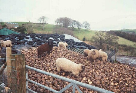 Sheep on a heap