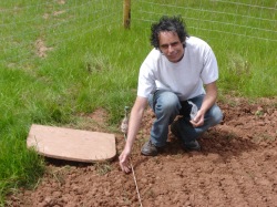 Sowing mangold seeds