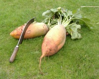 Mangold-wurzels and cutting tool