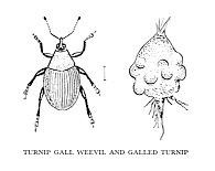 Turnip Gall Weevil
