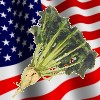 Mangold and US flag