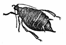 Blackfly