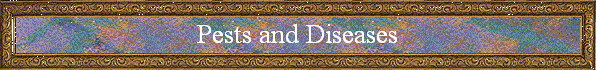 Pests and Diseases